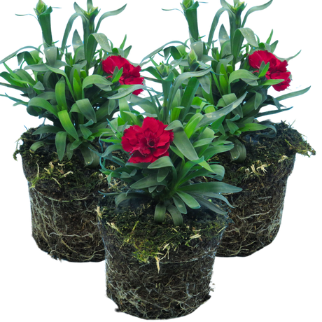 Dianthus 'Oscar Dark Red' from Cedar Nursery, Cobham