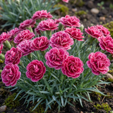 Dianthus 'Oscar Pink Heart' from Cedar Nursery, Cobham