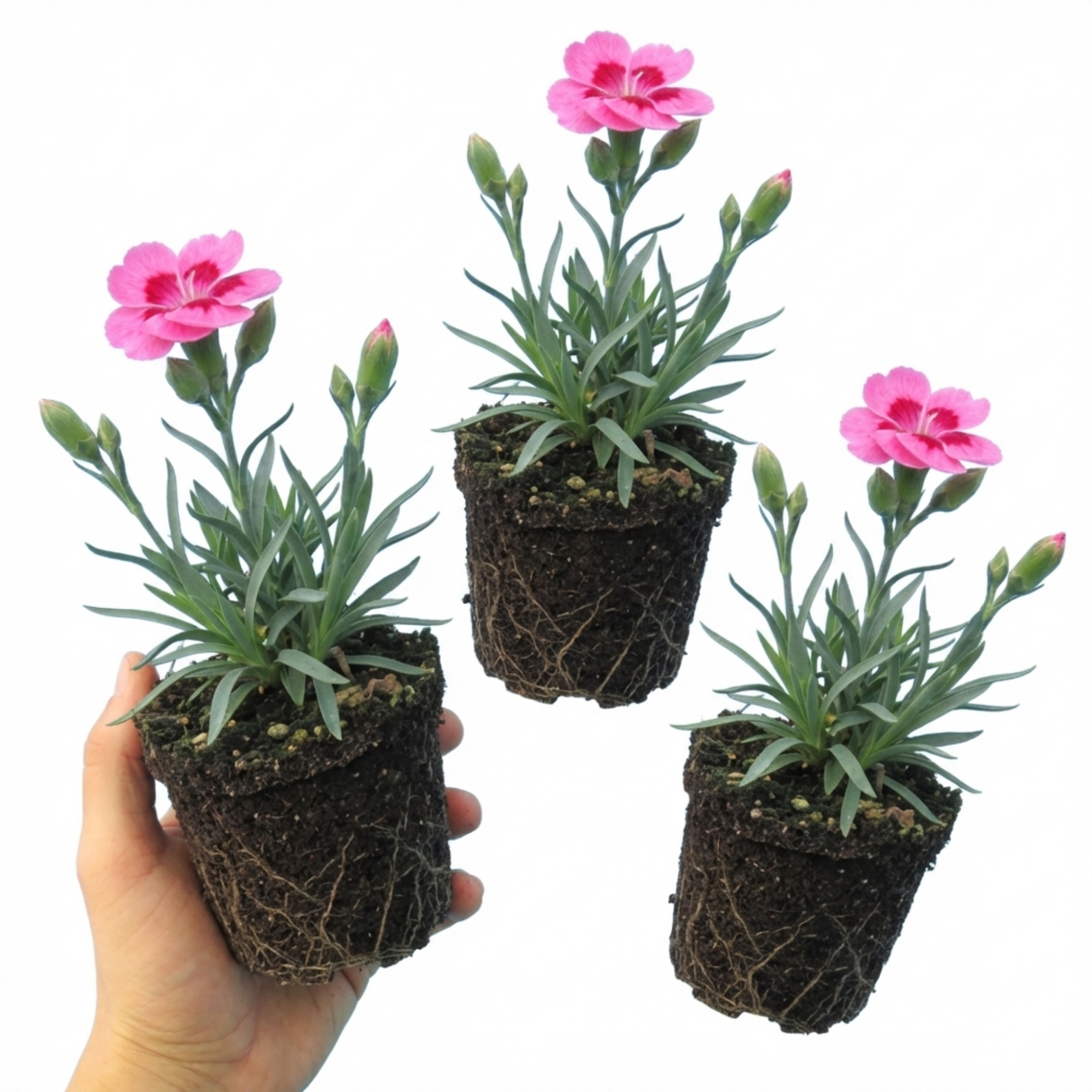 Dianthus 'Oscar Pink Heart'