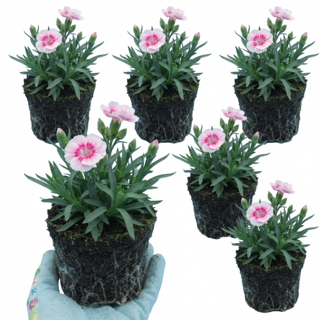 Dianthus 'Oscar Pink Heart'