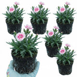 Dianthus 'Oscar Pink Heart'