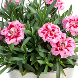 Dianthus 'Oscar Pink and Purple' from Cedar Nursery, Cobham