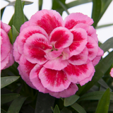 Dianthus 'Oscar Pink and Purple' from Cedar Nursery, Cobham