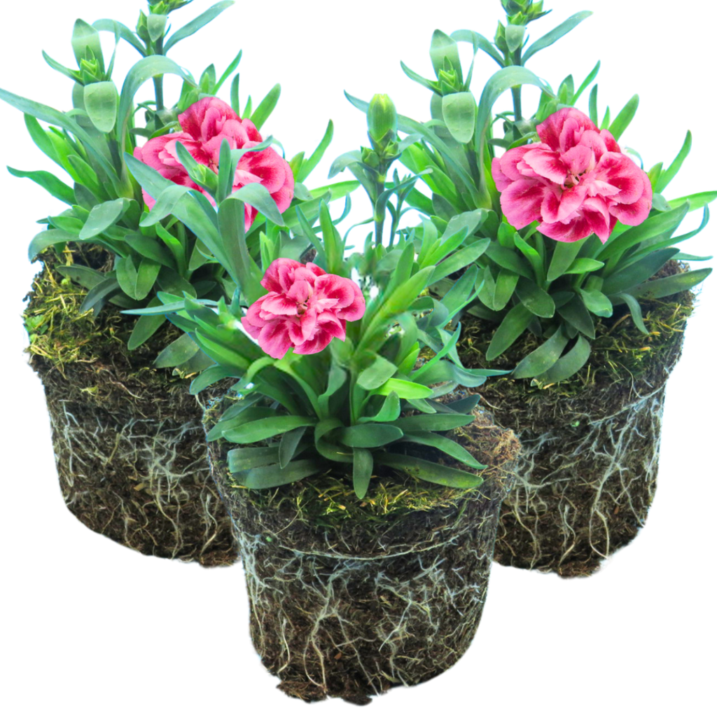 Dianthus 'Oscar Pink and Purple' from Cedar Nursery, Cobham