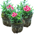 Dianthus 'Oscar Pink and Purple' from Cedar Nursery, Cobham