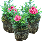 Dianthus 'Oscar Pink and Purple' from Cedar Nursery, Cobham