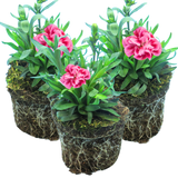 Dianthus 'Oscar Pink and Purple' from Cedar Nursery, Cobham