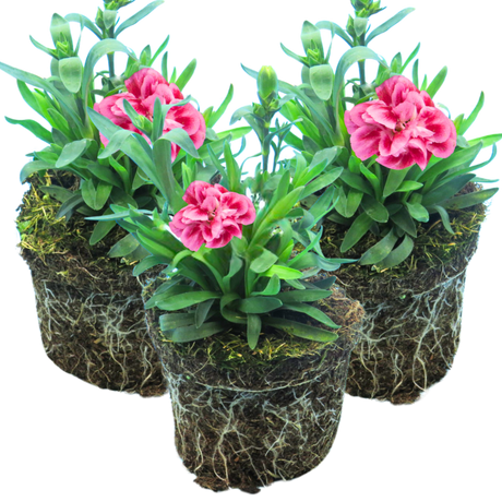 Dianthus 'Oscar Pink and Purple' from Cedar Nursery, Cobham