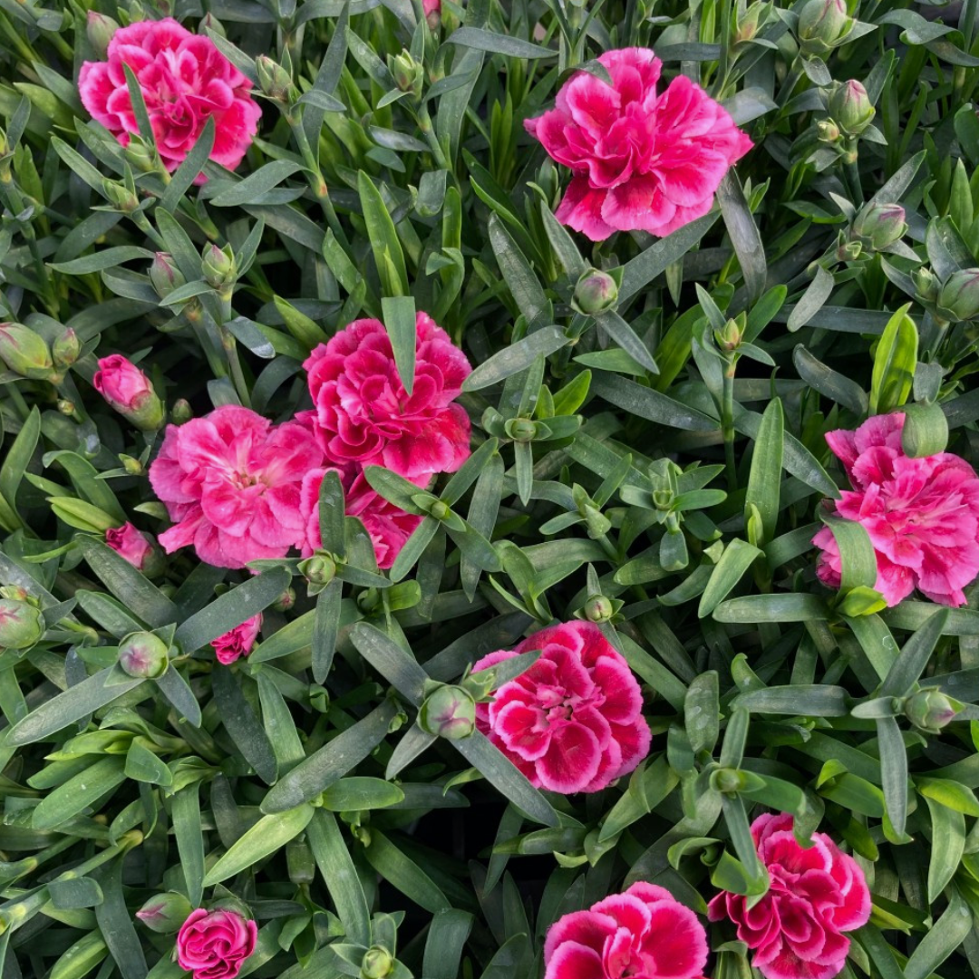 Dianthus 'Oscar Purple Wings' from Cedar Nursery, Cobham