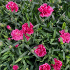 Dianthus 'Oscar Purple Wings', a compact garden pink with slender foliage and flowers borne on upright stems.