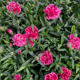 Dianthus 'Oscar Purple Wings' from Cedar Nursery, Cobham