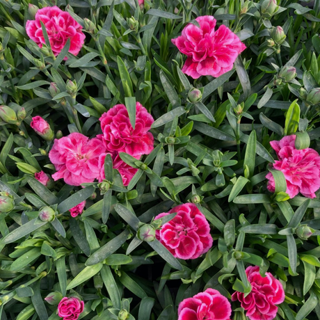 Dianthus 'Oscar Purple Wings' from Cedar Nursery, Cobham