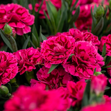 Dianthus 'Oscar Purple Wings' from Cedar Nursery, Cobham