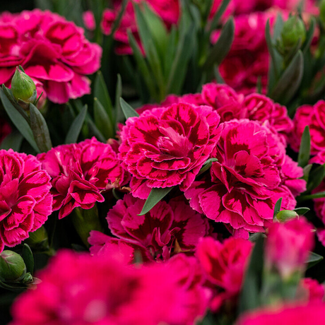 Dianthus 'Oscar Purple Wings' from Cedar Nursery, Cobham