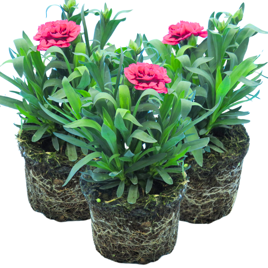Dianthus 'Oscar Purple Wings'