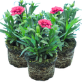 Dianthus 'Oscar Purple Wings'