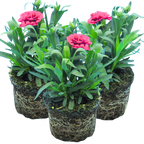 Dianthus 'Oscar Purple Wings'