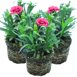 Dianthus 'Oscar Purple Wings' from Cedar Nursery, Cobham