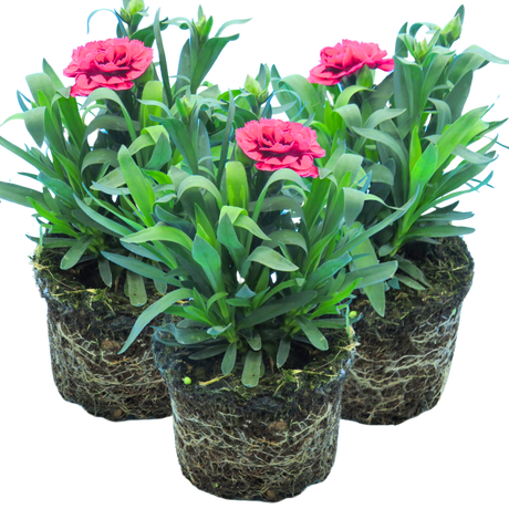 Dianthus 'Oscar Purple Wings' from Cedar Nursery, Cobham