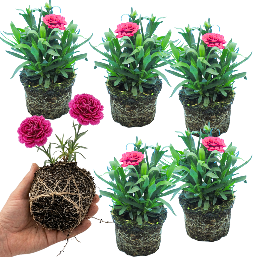 Dianthus 'Oscar Purple Wings'