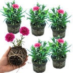 Dianthus 'Oscar Purple Wings'