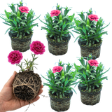 Dianthus 'Oscar Purple Wings'