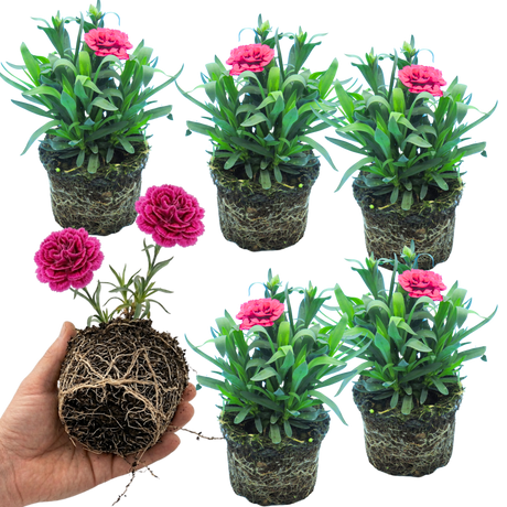 Dianthus 'Oscar Purple Wings'