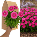Dianthus 'Pink Celebration' cottage pink in flower, showing pink blooms above slender grey-green foliage.