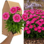 Dianthus 'Pink Celebration' cottage pink in flower, showing pink blooms above slender grey-green foliage.