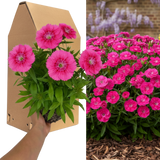 Dianthus 'Pink Celebration'
