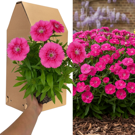 Dianthus 'Pink Celebration' cottage pink in flower, showing pink blooms above slender grey-green foliage.