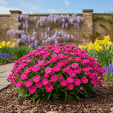 Dianthus 'Pink Celebration' from Cedar Nursery, Cobham