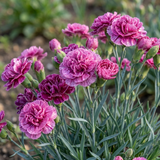 Dianthus 'Pink Purple Carnation' from Cedar Nursery, Cobham