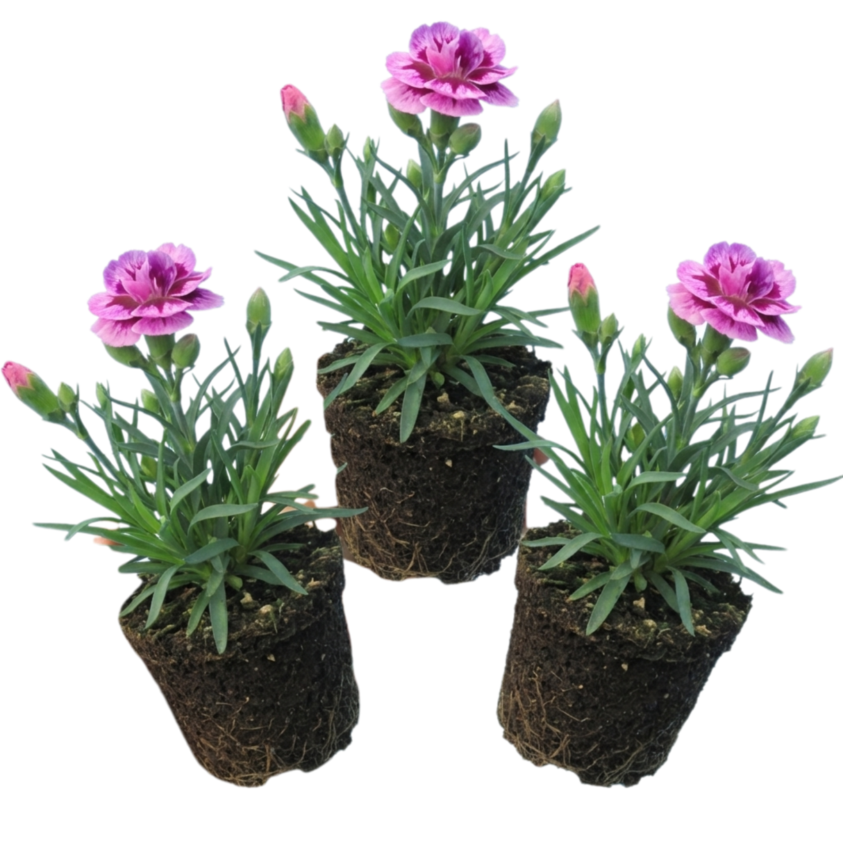Dianthus 'Pink Purple Carnation'