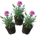 Dianthus 'Pink Purple Carnation'