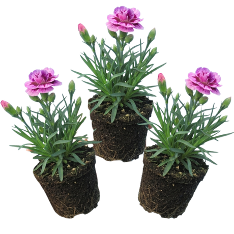 Dianthus 'Pink Purple Carnation'