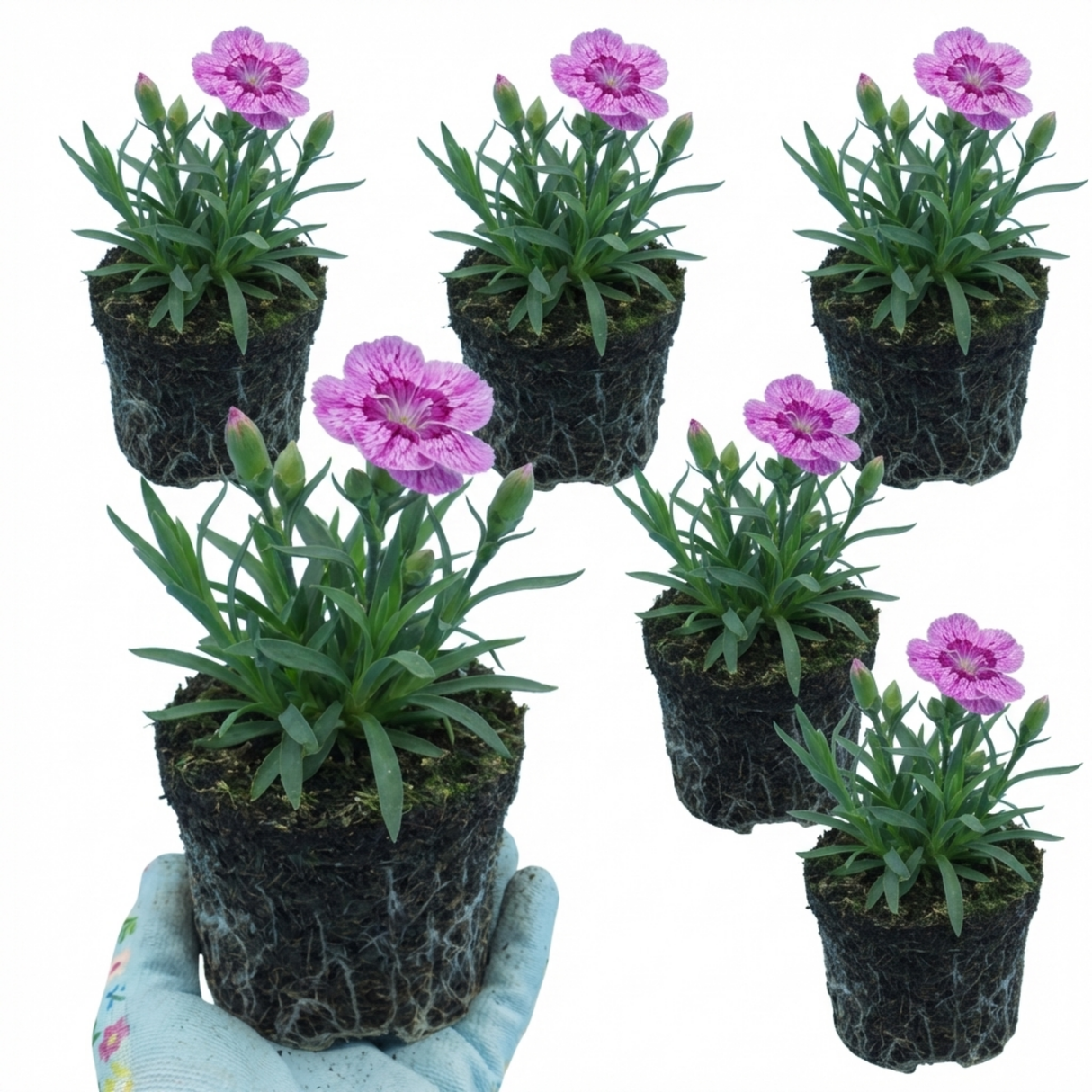 Dianthus 'Pink Purple Carnation'
