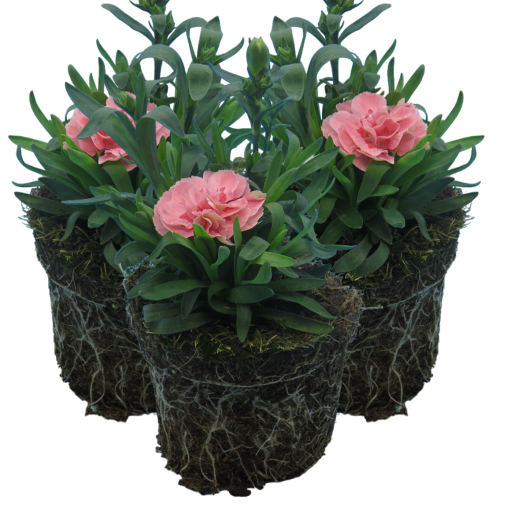 Dianthus caryophyllus 'Pink Star' from Cedar Nursery, Cobham