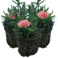 Dianthus caryophyllus 'Pink Star' from Cedar Nursery, Cobham