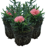 Dianthus caryophyllus 'Pink Star' from Cedar Nursery, Cobham