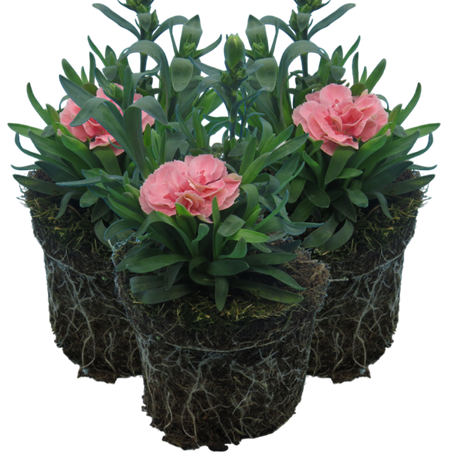 Dianthus caryophyllus 'Pink Star' from Cedar Nursery, Cobham