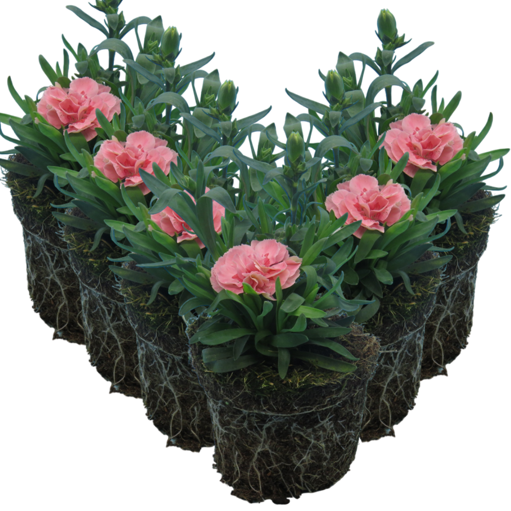 Dianthus caryophyllus 'Pink Star' from Cedar Nursery, Cobham