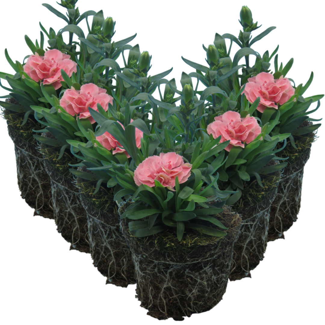 Dianthus caryophyllus 'Pink Star' from Cedar Nursery, Cobham