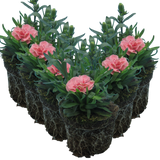Dianthus caryophyllus 'Pink Star' from Cedar Nursery, Cobham