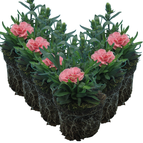 Dianthus caryophyllus 'Pink Star' from Cedar Nursery, Cobham