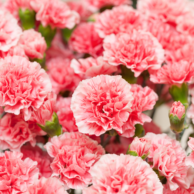 Dianthus caryophyllus 'Pink Star' from Cedar Nursery, Cobham