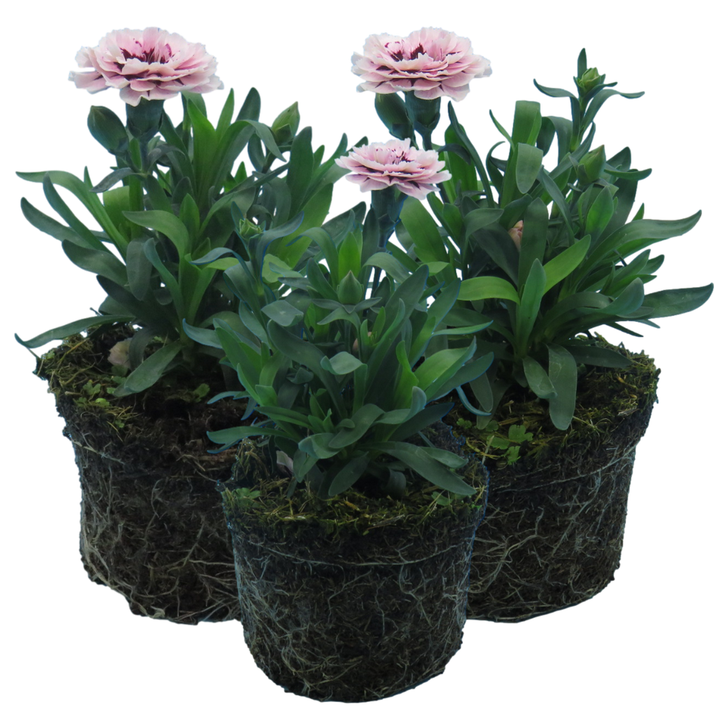 Dianthus caryophyllus 'Purple Star' from Cedar Nursery, Cobham
