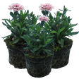 Dianthus caryophyllus 'Purple Star' from Cedar Nursery, Cobham