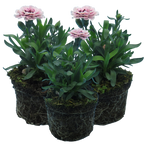 Dianthus caryophyllus 'Purple Star' from Cedar Nursery, Cobham