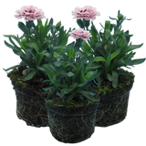 Dianthus caryophyllus 'Purple Star' from Cedar Nursery, Cobham